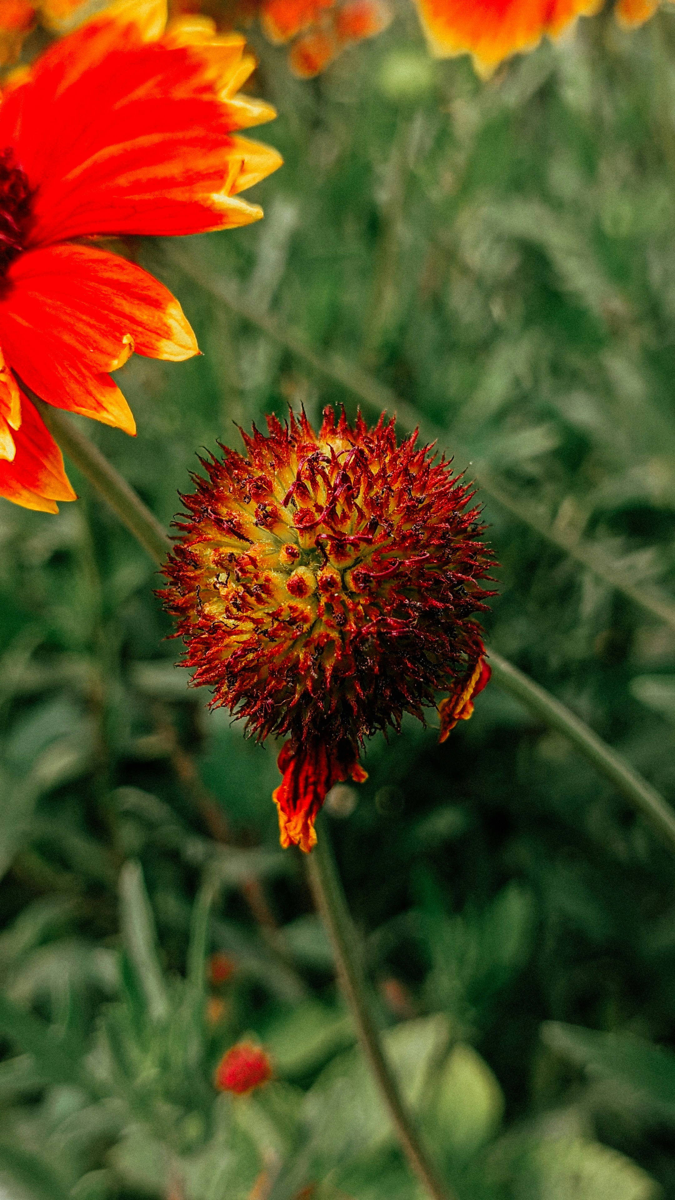 Photo by murlidhar2003