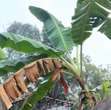 Large green banana leaves dominate the scene, with some leaves showing signs of browning. A banana plant is visible with its flower turning to fruit. The backdrop includes dense greenery and trees, with a clear sky suggesting a bright day.