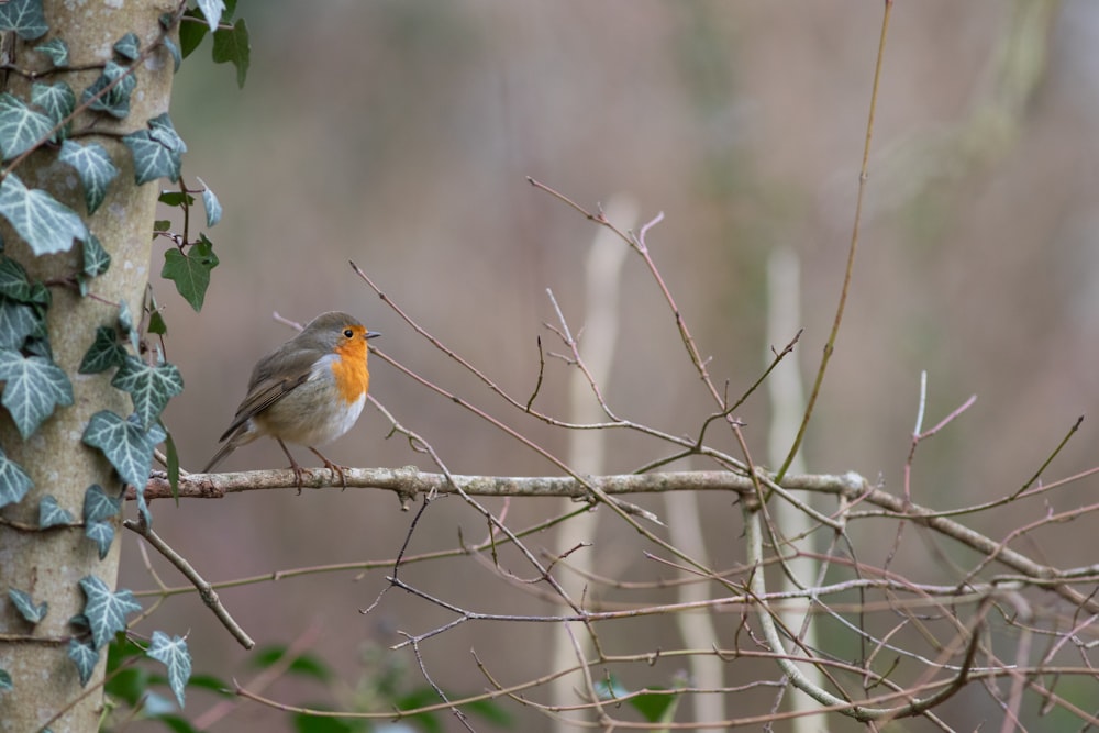 a small bird perched on a tree branch