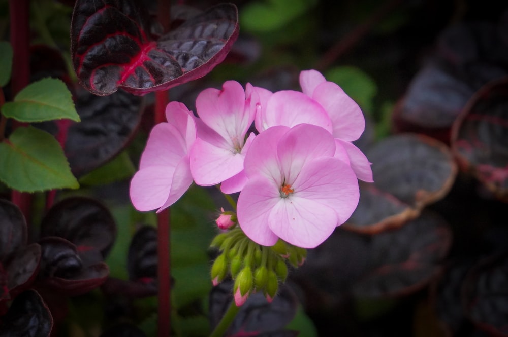 a close up of a pink flower on a plant
