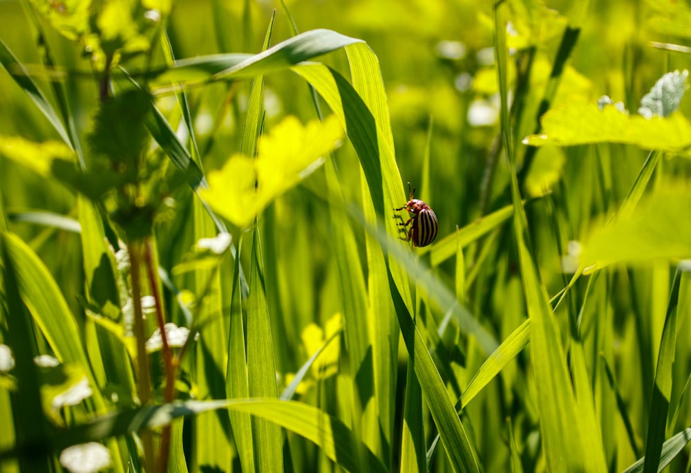 a bug sitting on a blade of grass in a field