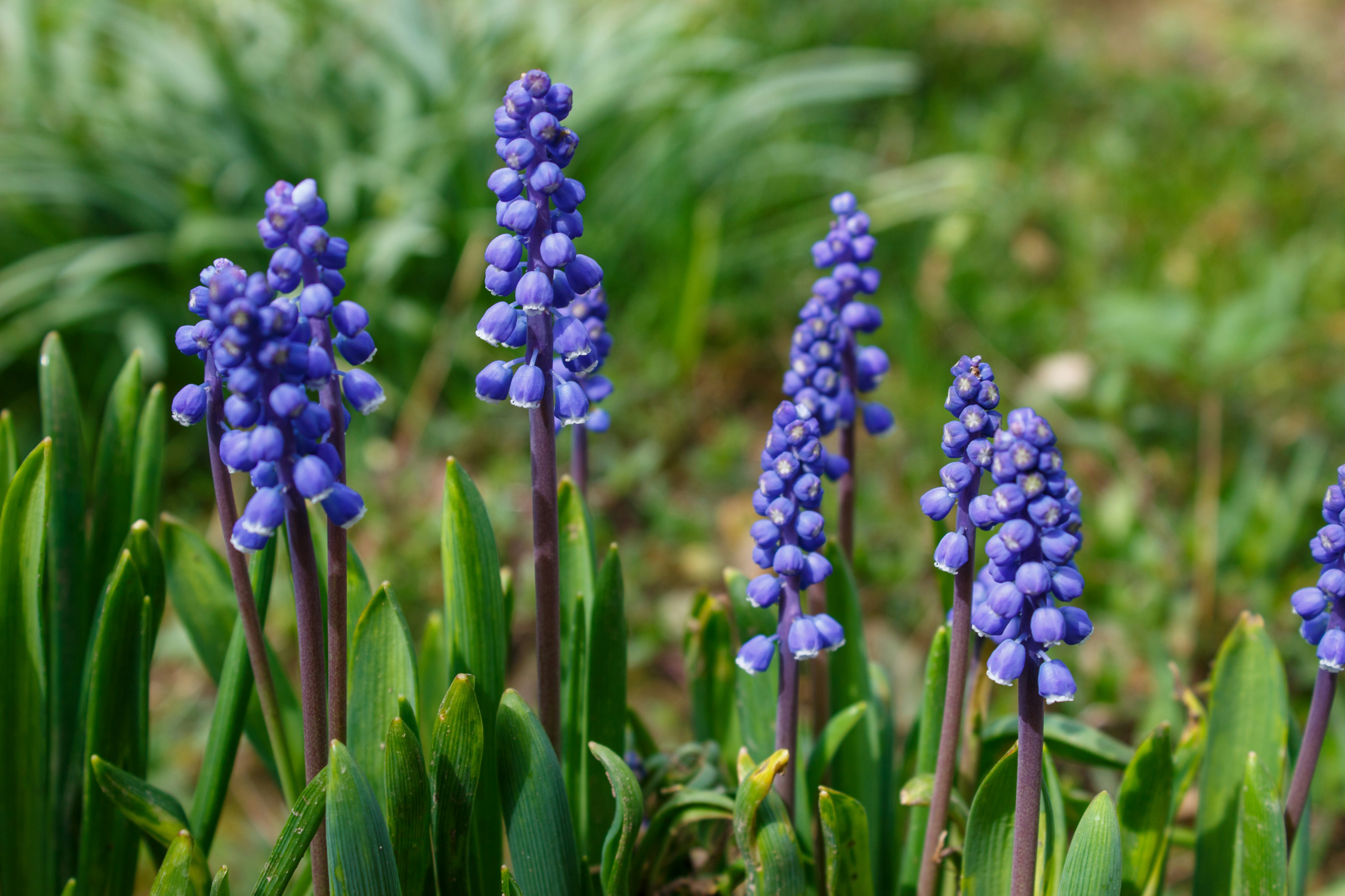 a group of blue flowers growing in a garden