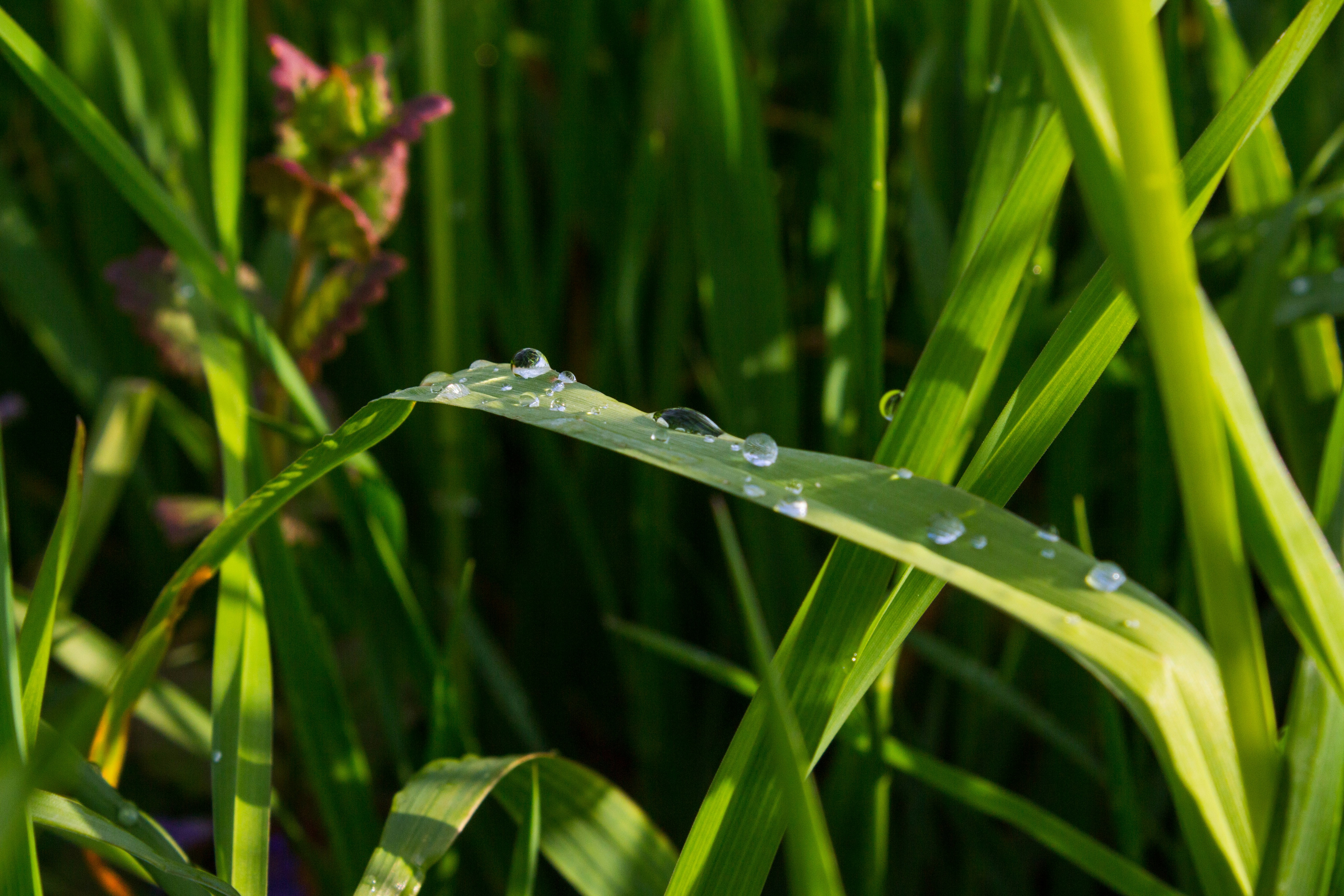 Photo by viktorsmoliak