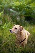 A tan-colored dog wearing a yellow and black harness sits attentively among lush green grass, surrounded by small purple wildflowers and dense green foliage in the background.