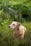 A tan-colored dog wearing a yellow and black harness sits attentively among lush green grass, surrounded by small purple wildflowers and dense green foliage in the background.