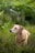 A tan-colored dog wearing a yellow and black harness sits attentively among lush green grass, surrounded by small purple wildflowers and dense green foliage in the background.