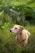 A tan-colored dog wearing a yellow and black harness sits attentively among lush green grass, surrounded by small purple wildflowers and dense green foliage in the background.