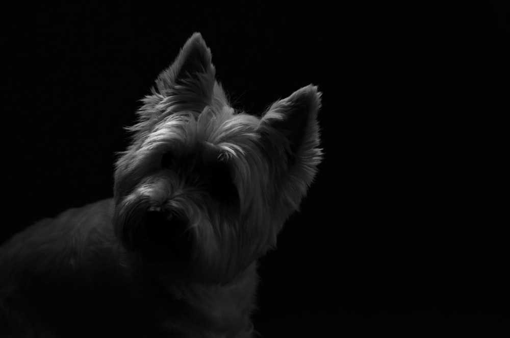 a black and white photo of a small dog