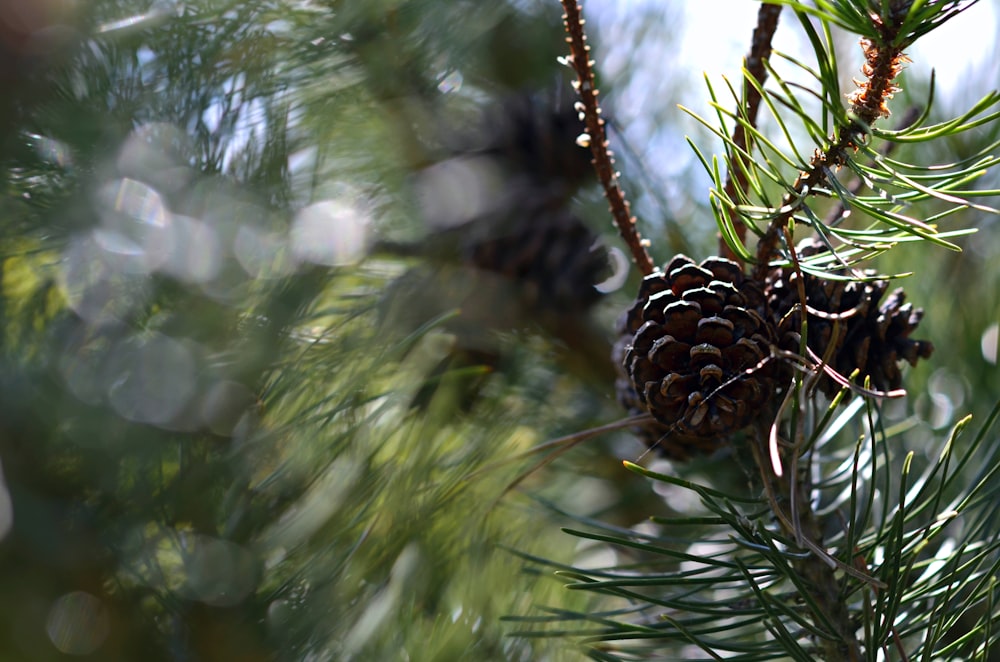 a pine cone hanging from a tree branch