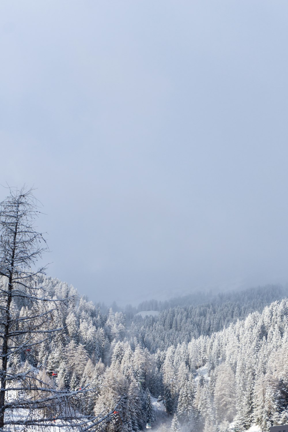 a snowy mountain with trees covered in snow