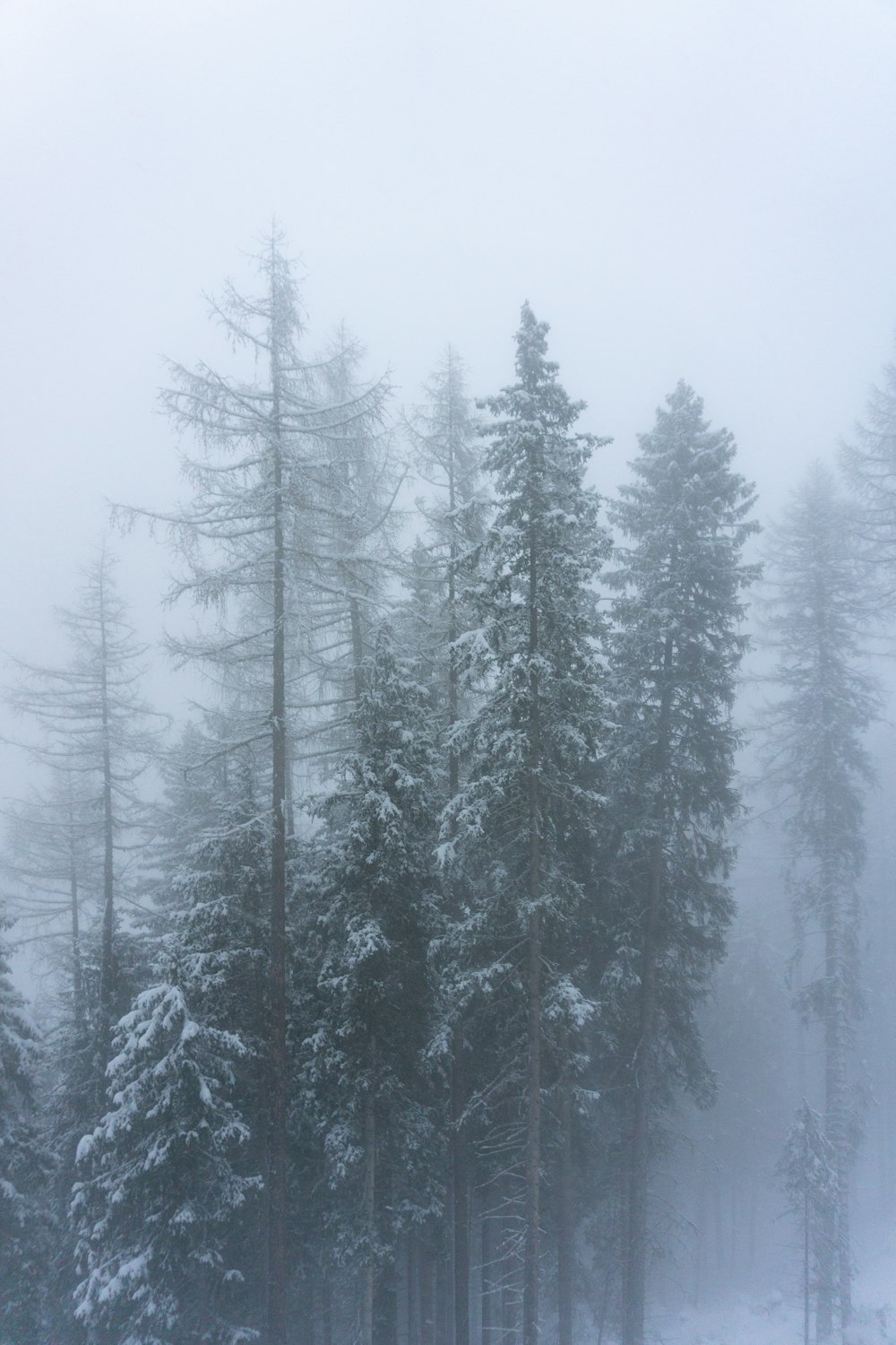 a forest filled with lots of tall trees covered in snow