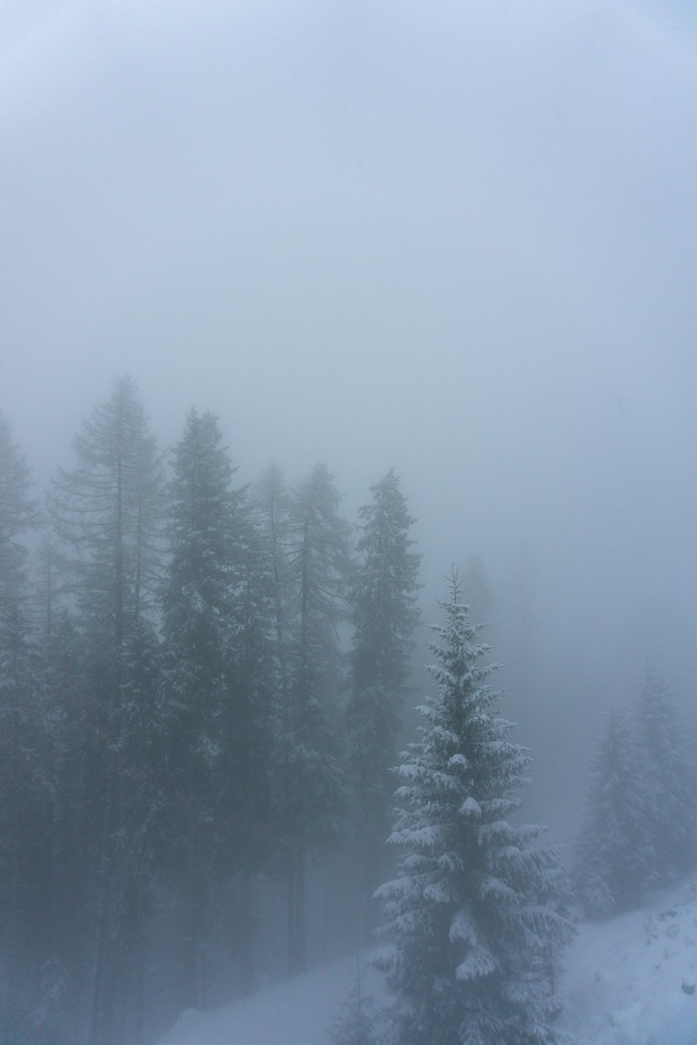 a foggy forest filled with lots of trees