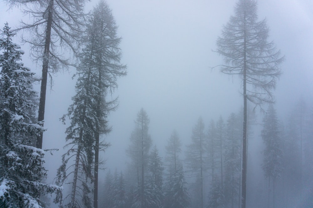 a forest filled with lots of tall trees covered in snow