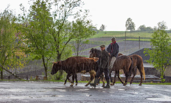 Volunteers gently guiding a cow to safety on a quiet rural road at sunset.