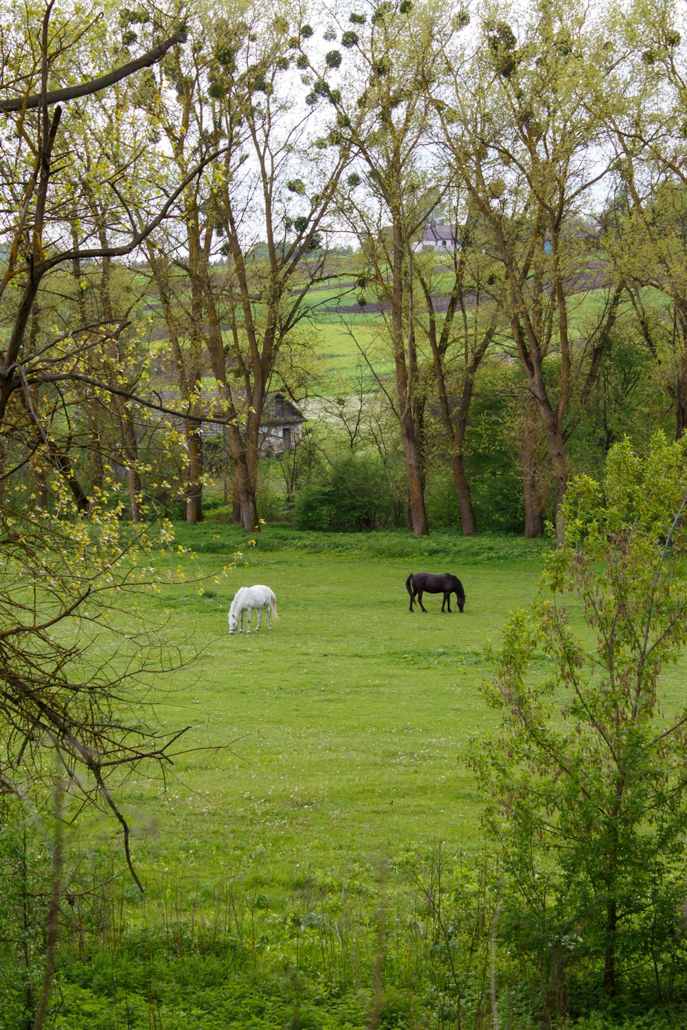 two horses grazing in a field with trees in the background