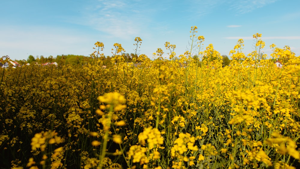 a field full of yellow flowers under a blue sky