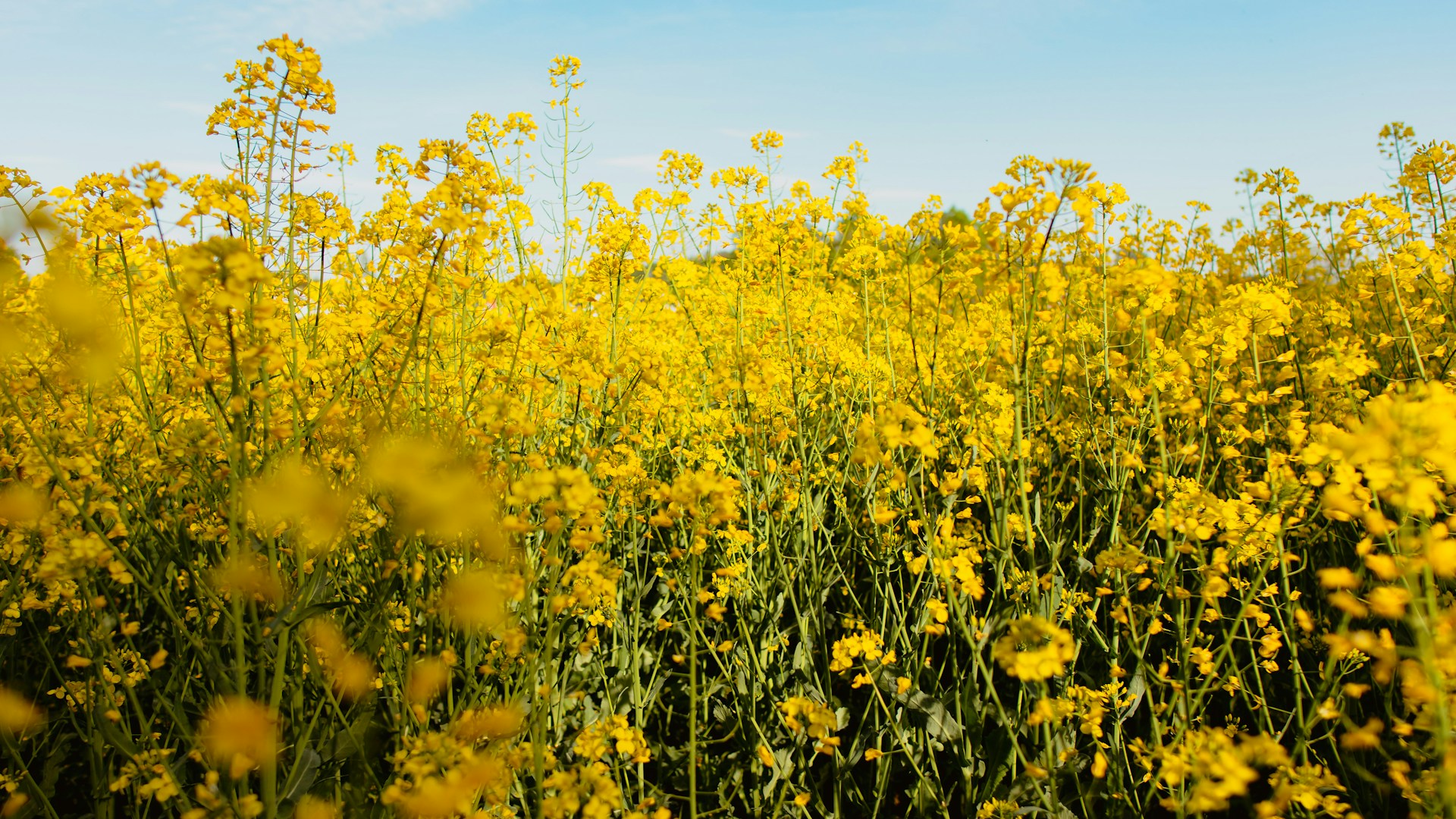 A vibrant field of yellow flowers swaying gently in the breeze under a clear blue sky.