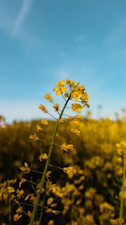 A close-up of a yellow flowering plant against a clear blue sky. The plant is a type of mustard or rape plant, characterized by its small, bright yellow flowers clustered along a tall green stem. In the background, there is a blurred field of similar plants, creating a serene and natural scene.