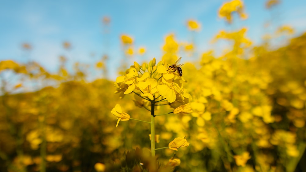 a bee is sitting on a yellow flower