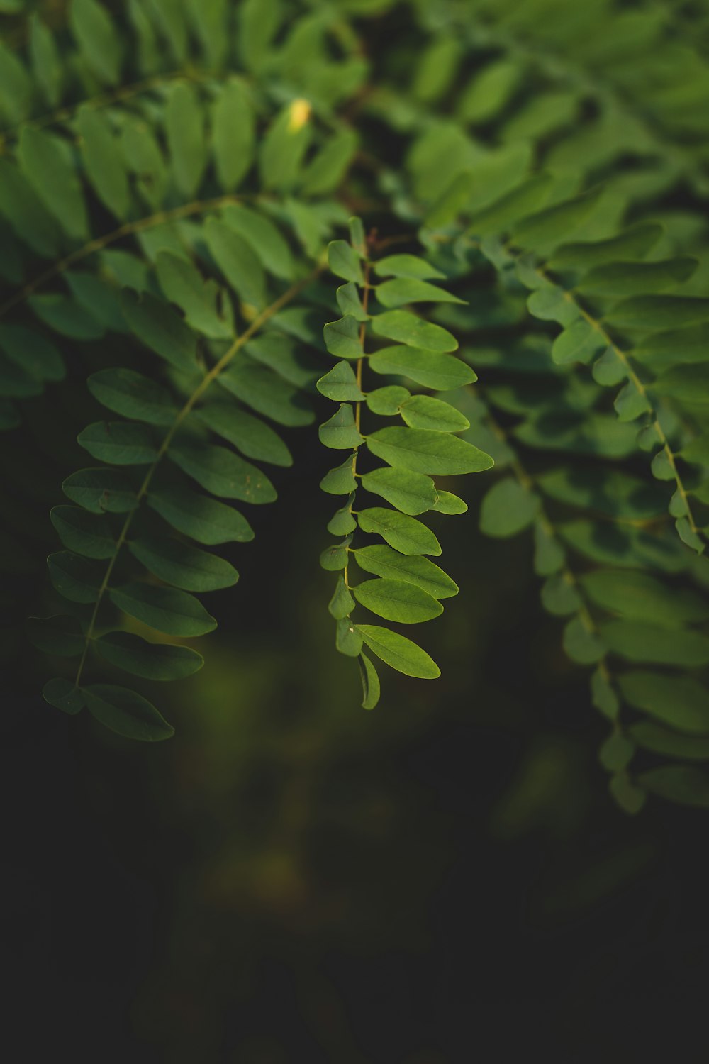 a close up of a green leaf on a tree