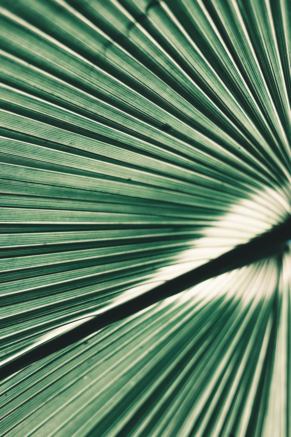 a close up view of a green palm leaf