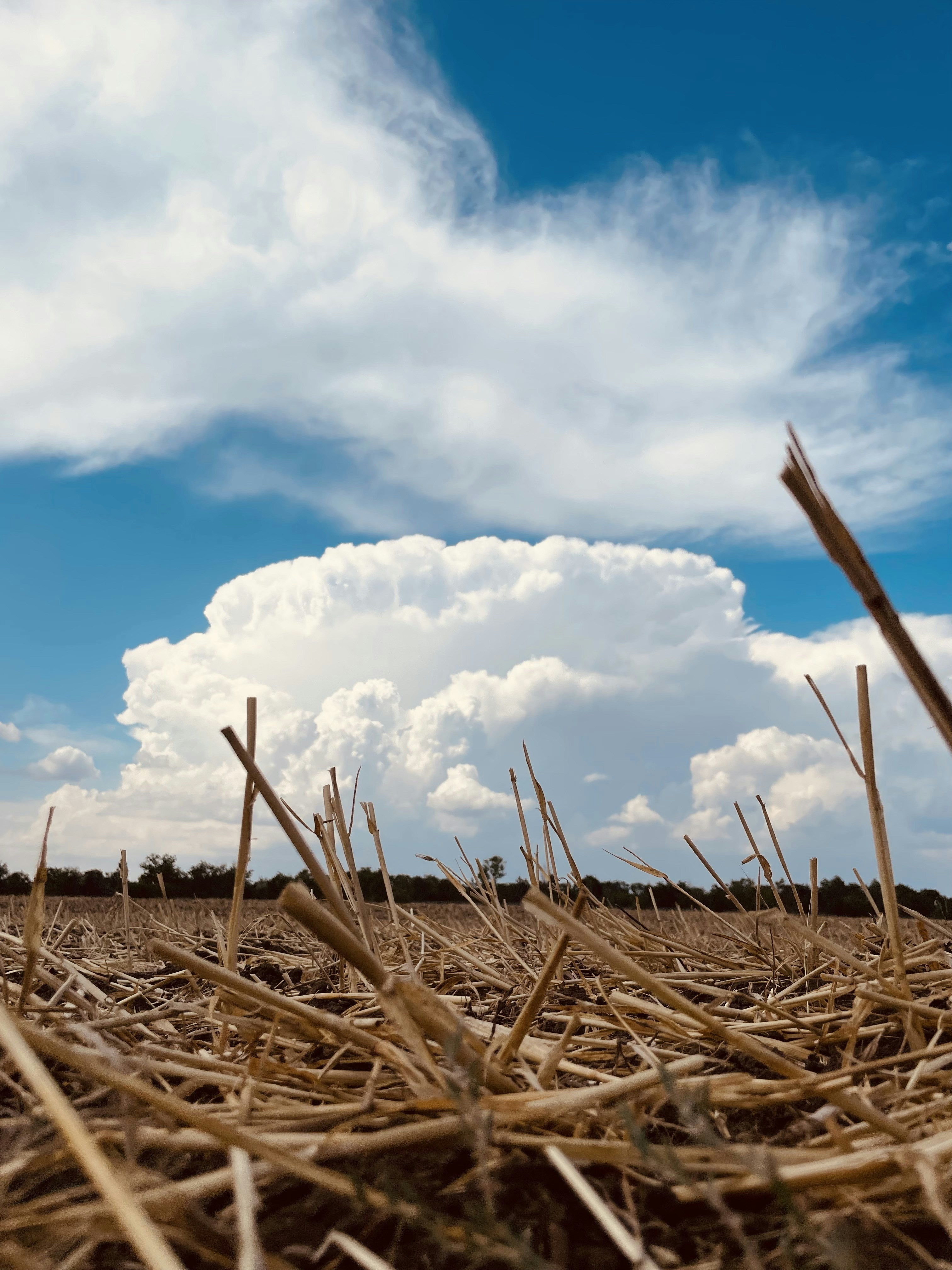 a field with a bunch of sticks sticking out of it