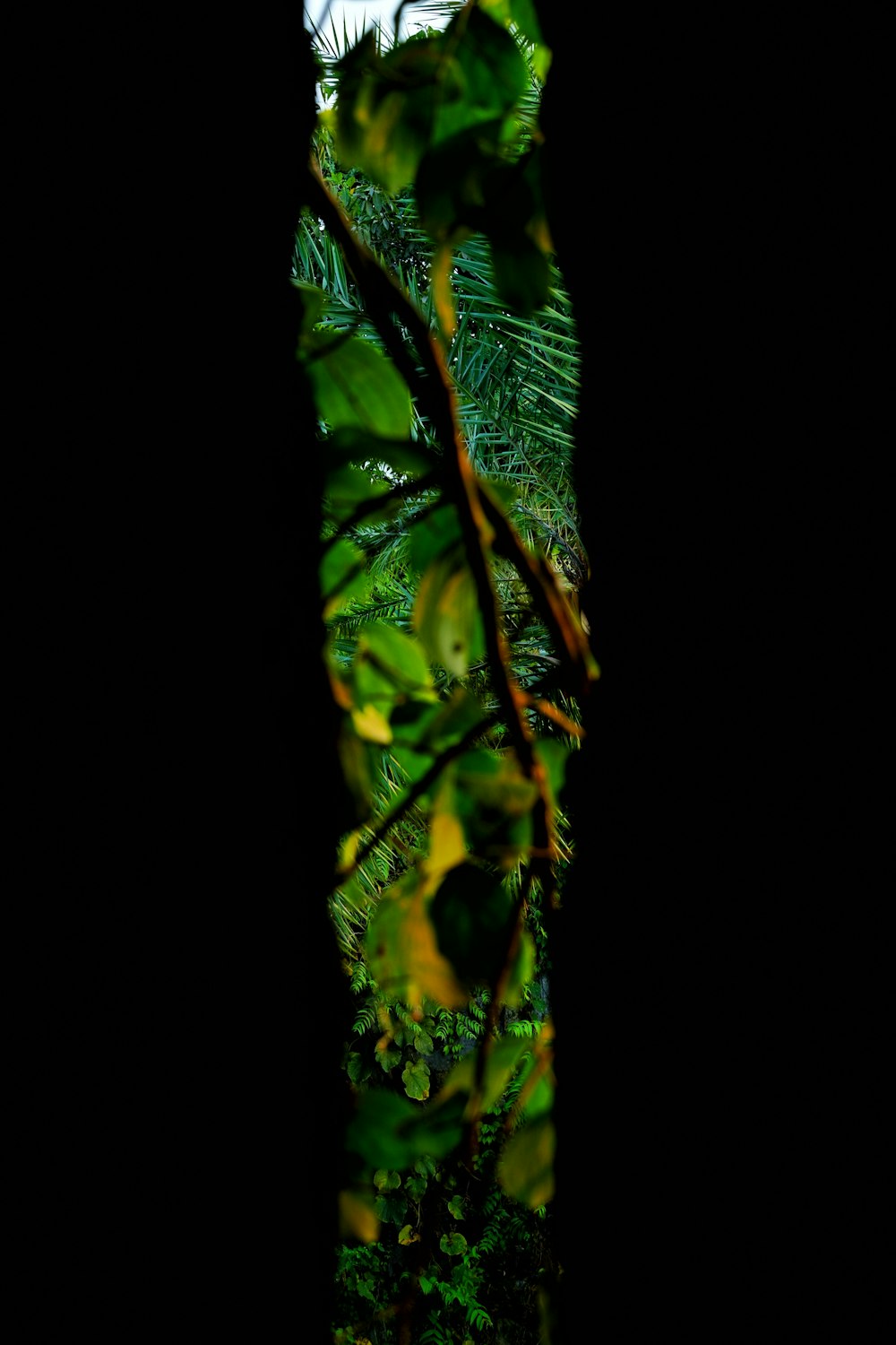 a green leafy plant with a black background