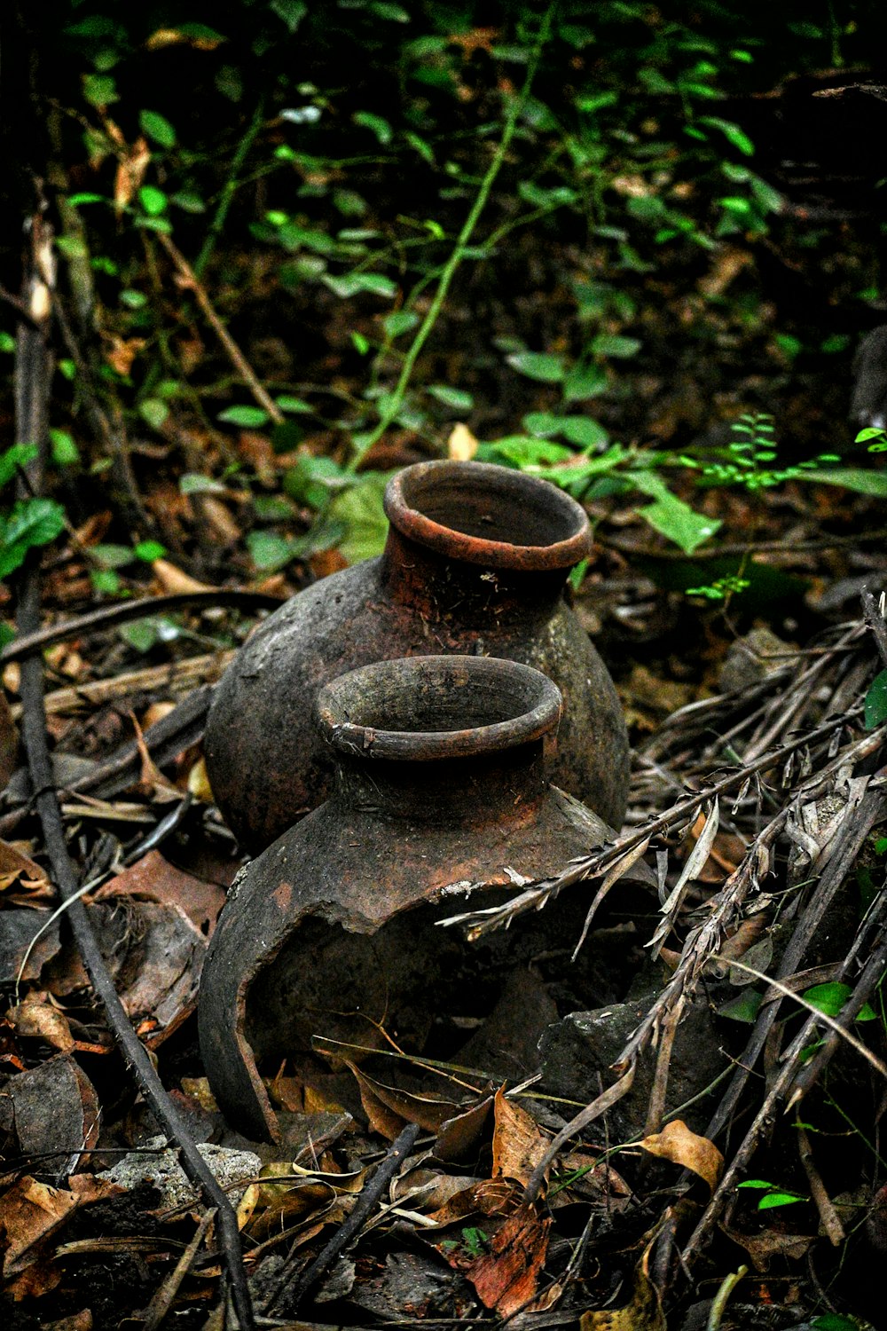 an old vase sitting in the middle of a forest