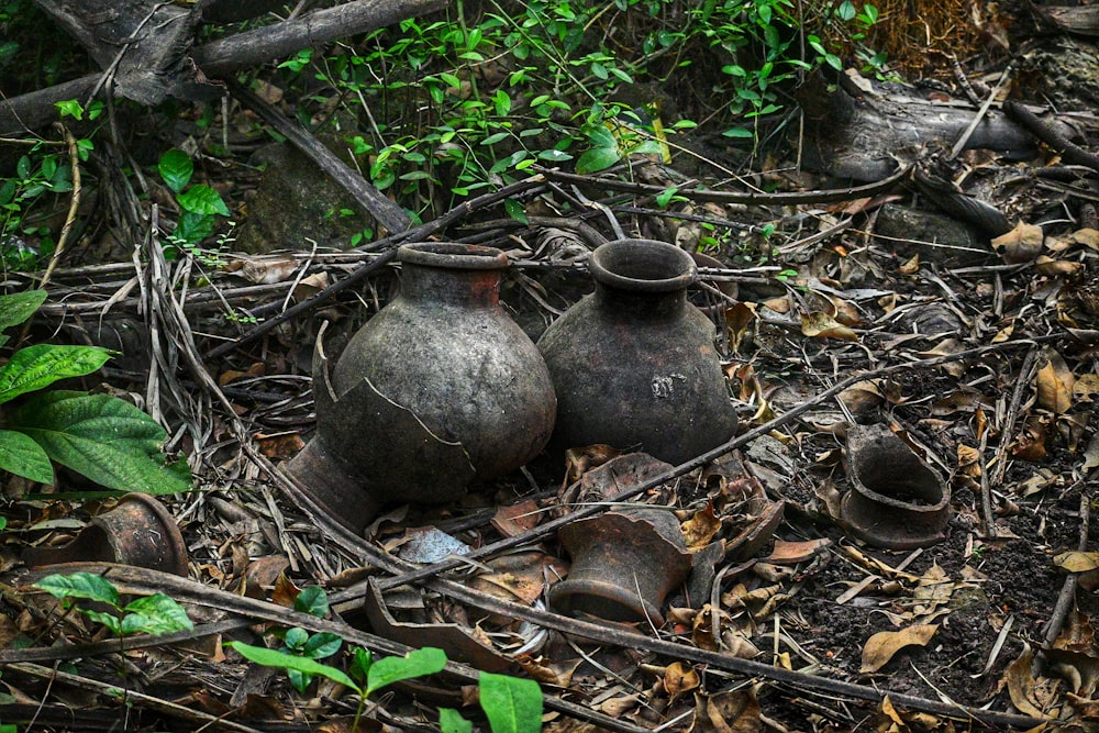 um grupo de vasos sentados em cima de um chão de floresta