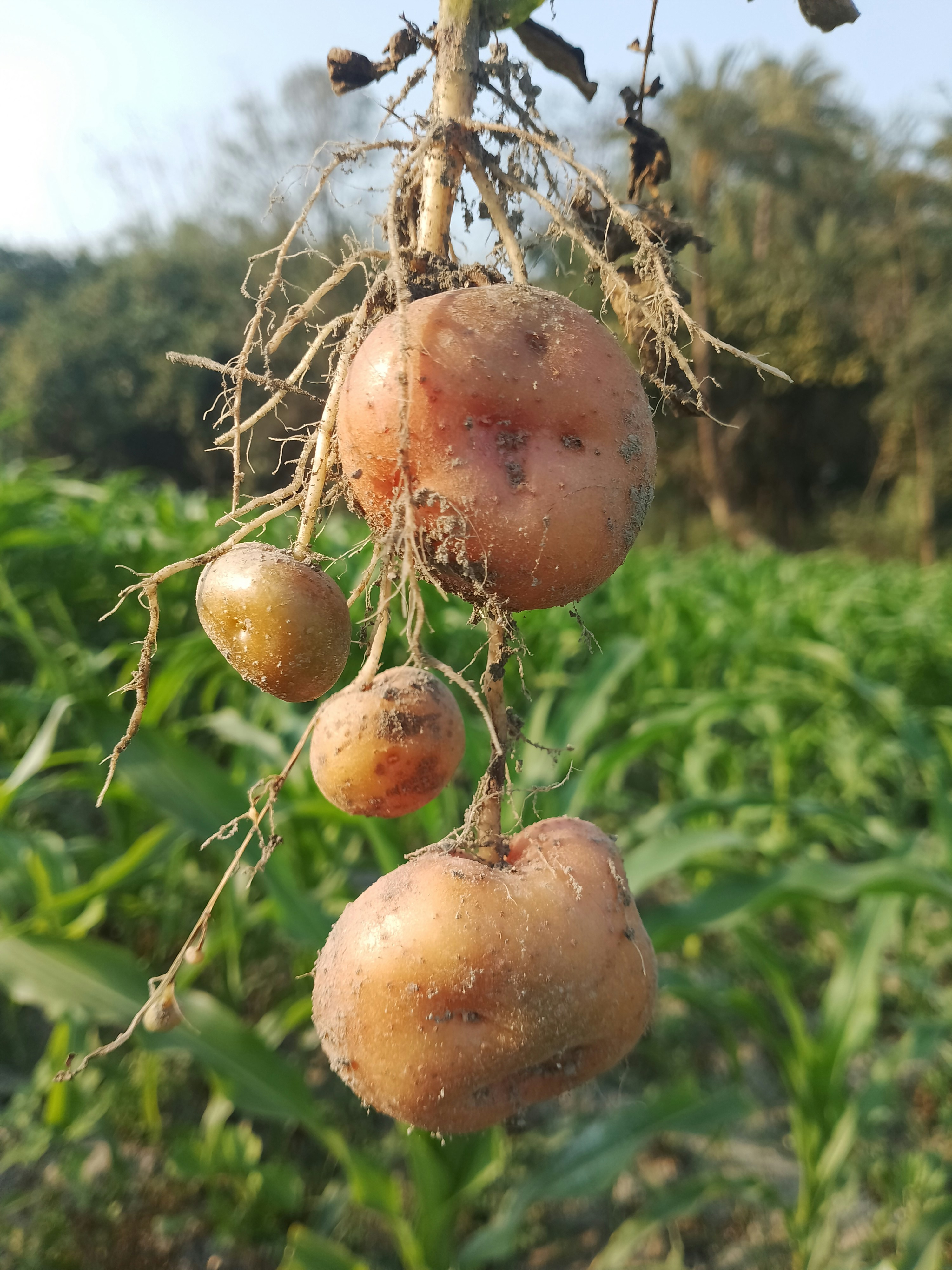 Freshly dug Spunta potatoes with soil still on them in a farm field