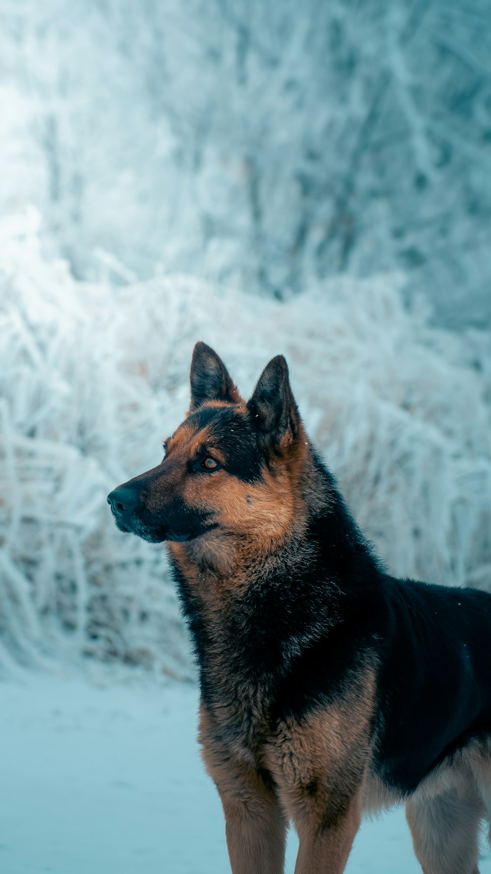 a german shepherd standing in the snow