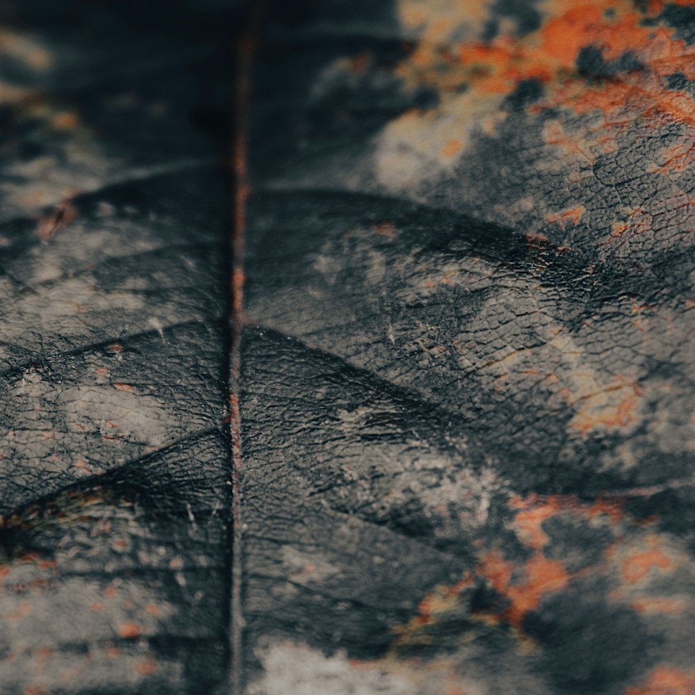 a close up of a leaf with rust on it
