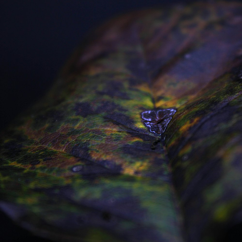 a close up of a green leaf with a black background