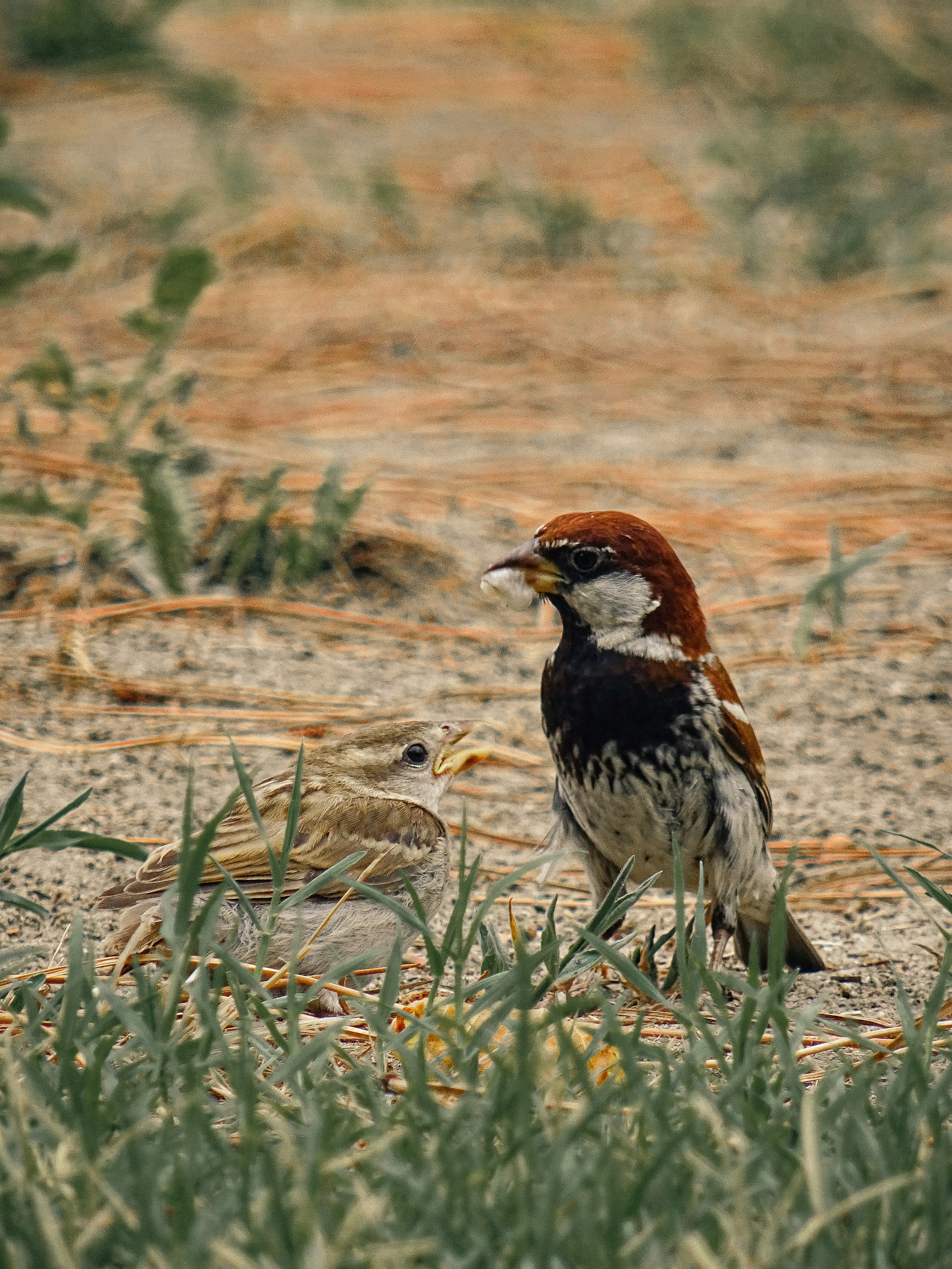 Photo by eliamassignan