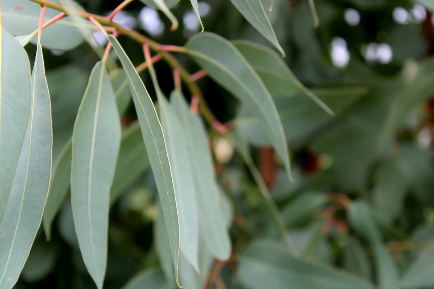 Soft eucalyptus leaves in natural light