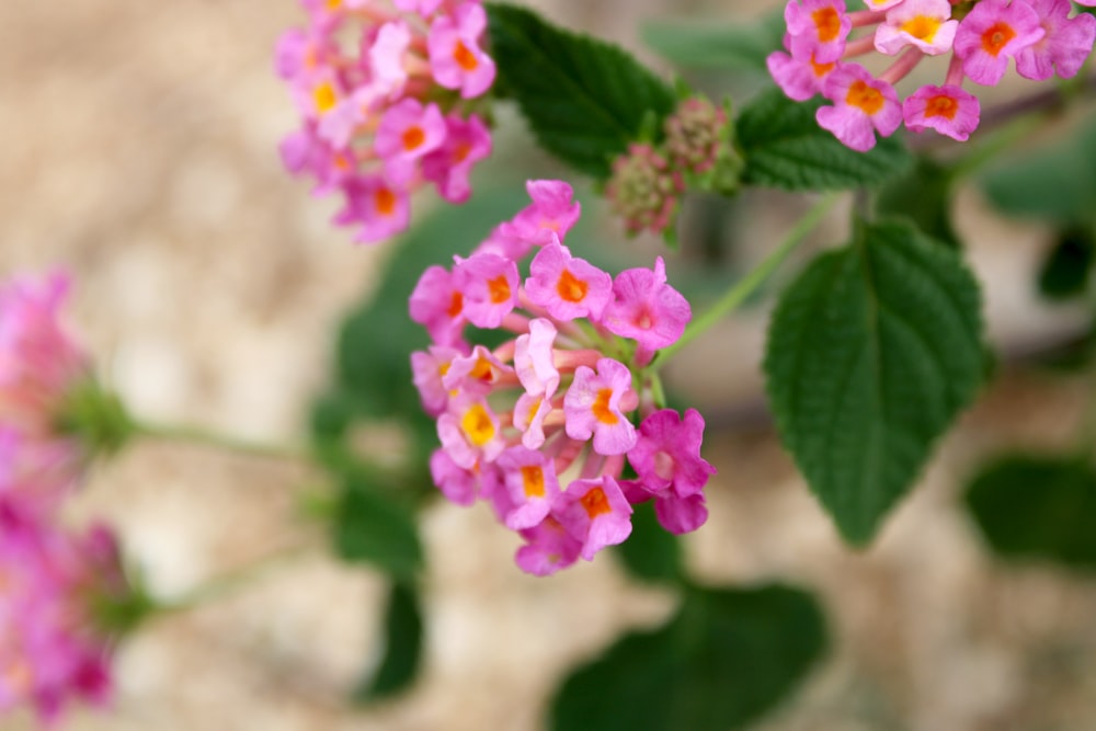 a bunch of pink flowers with green leaves