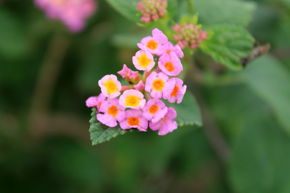 a cluster of small pink and yellow flowers