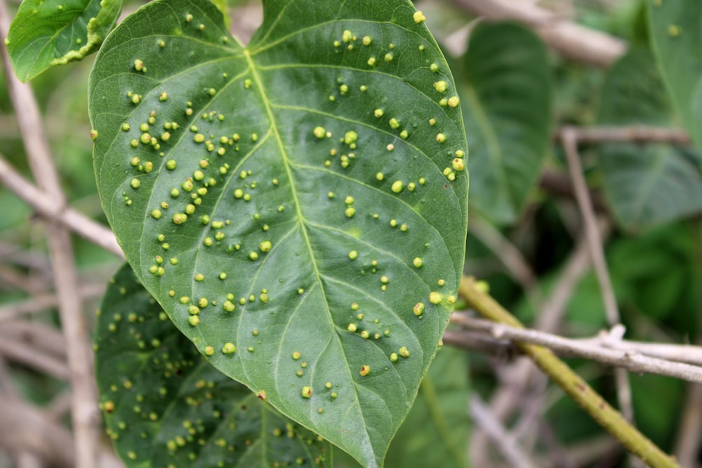 a green leaf with lots of yellow dots on it