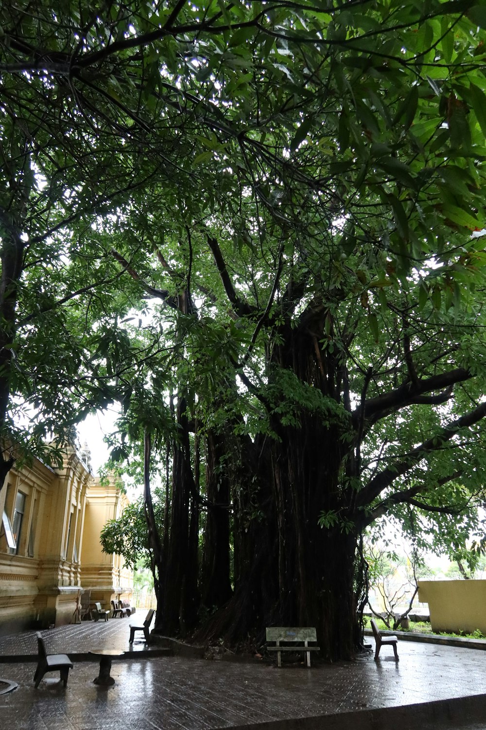 a bench under a large tree in a park