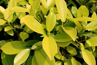 A cluster of vibrant green leaves with smooth, glossy surfaces. The leaves overlap each other, creating a dense and lush appearance. The sunlight highlights the fresh and healthy foliage, enhancing their natural shades.