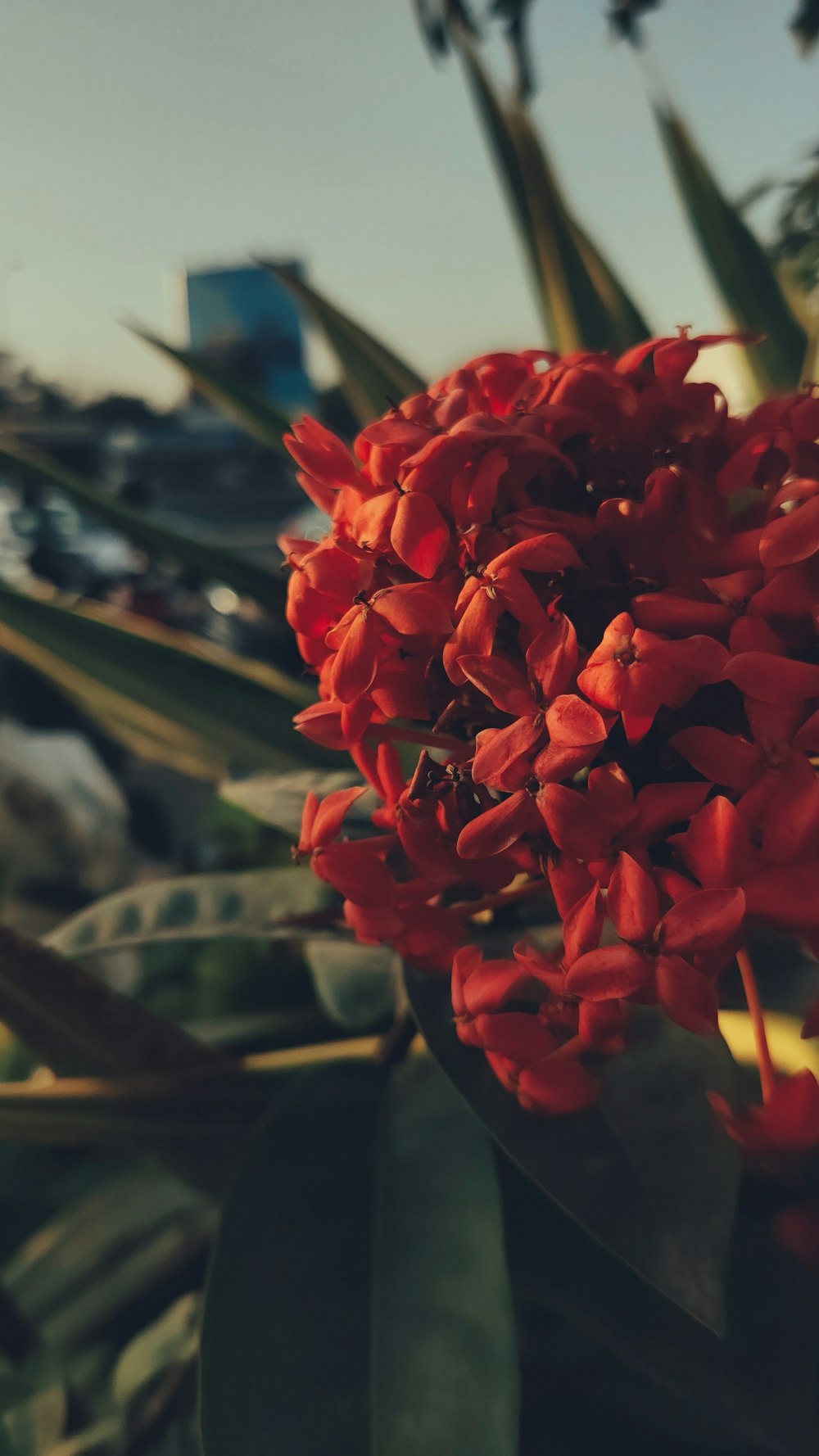 a close up of a red flower on a plant