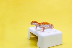 Albino Gecko Lembut