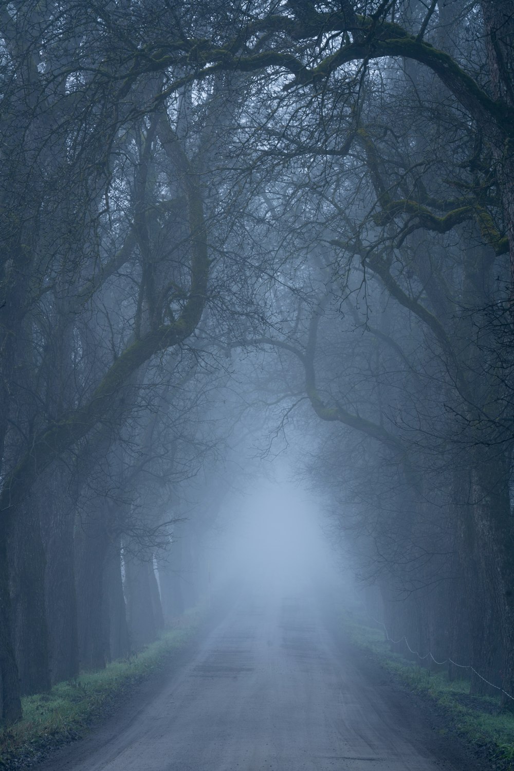 a foggy road in the middle of a forest