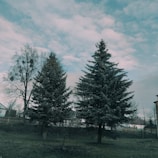A peaceful landscape featuring two large evergreen trees and a bare deciduous tree. The sky is overcast with clouds, casting a muted light over the scene. A fence and several houses are visible in the background, suggesting a suburban or rural setting.