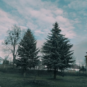 A peaceful landscape featuring two large evergreen trees and a bare deciduous tree. The sky is overcast with clouds, casting a muted light over the scene. A fence and several houses are visible in the background, suggesting a suburban or rural setting.