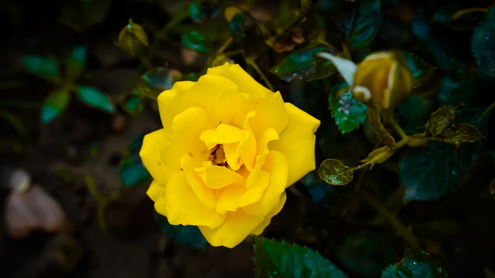 a yellow rose with green leaves in the background