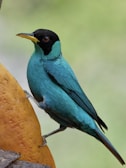 A vibrant blue bird with a black head and yellow beak is perched on an orange surface with a soft green background. The bird's feathers are sleek and glossy, capturing the light beautifully.