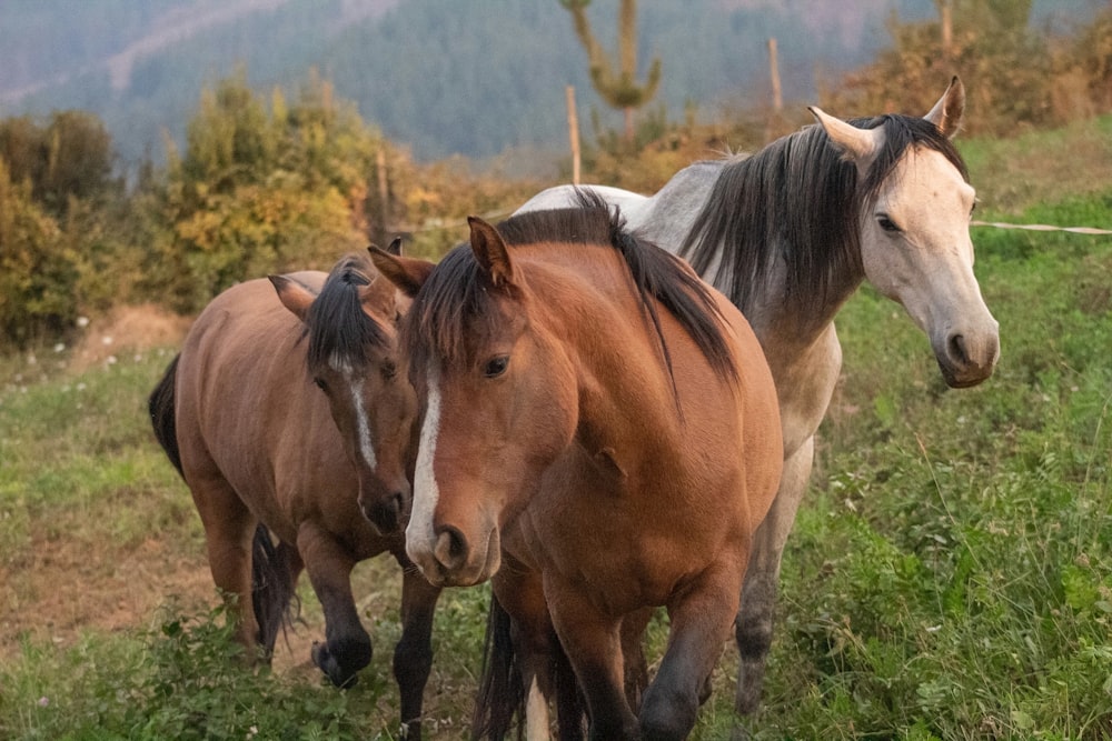 a group of horses are walking in a field