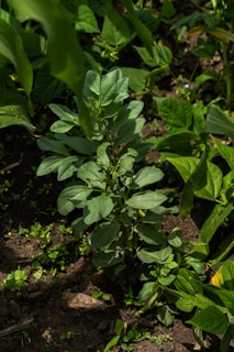 A lush garden plant with broad, green leaves grows in a patch of dark soil surrounded by other vegetation. The plant is vibrant and healthy, with sunlight casting shadows and highlighting the cool green tones of the leaves. Small patches of grass and other small plants are visible in the soil around the main plant.