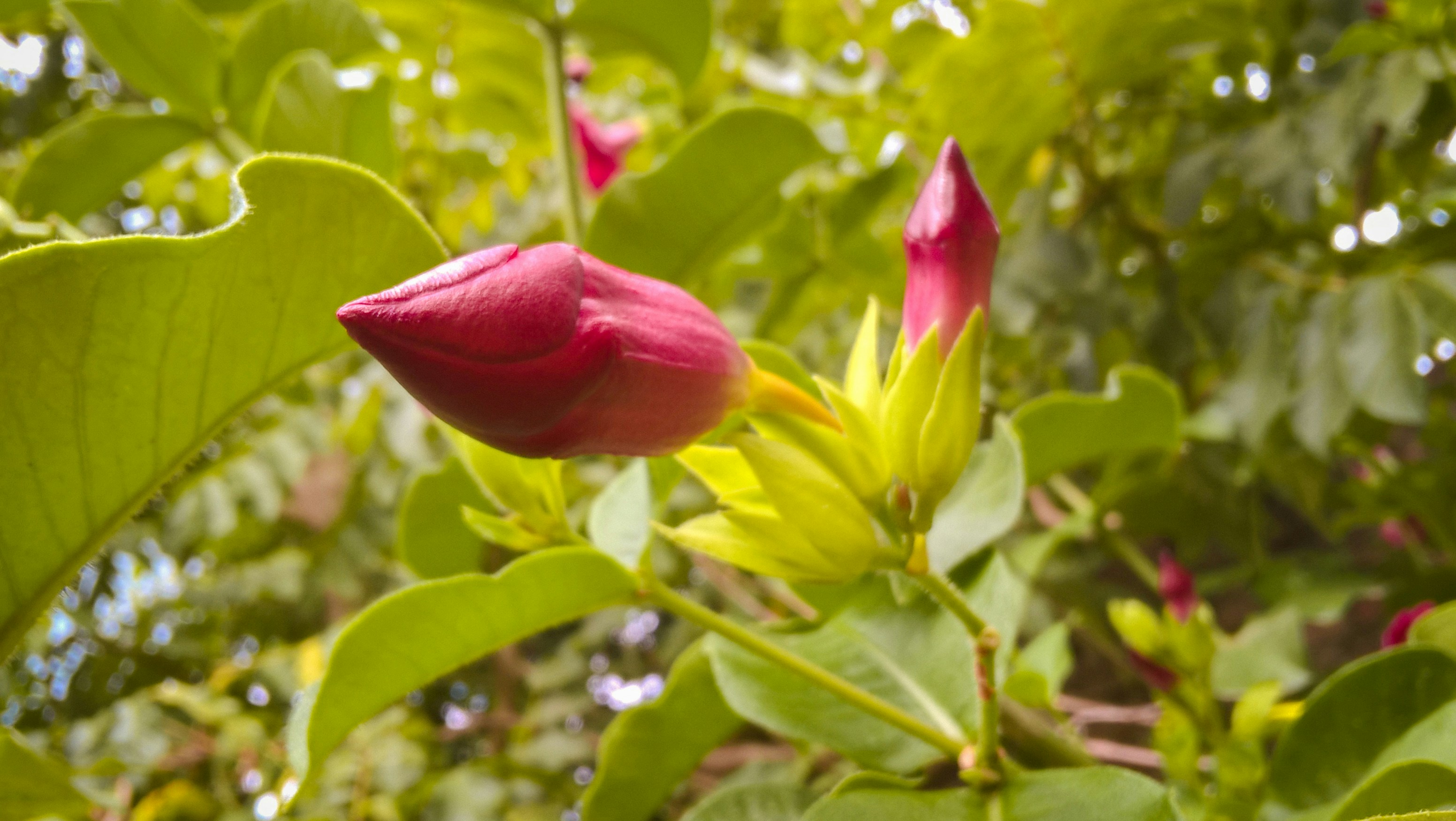 a close up of a flower on a tree
